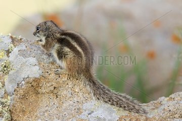 Barbary Ground Squirrel on a rock Fuerteventura Canary