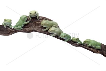 Group of Waxy monkey tree frogs