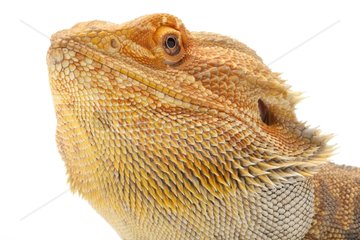 Portrait of a Central Bearded Dragon in studio