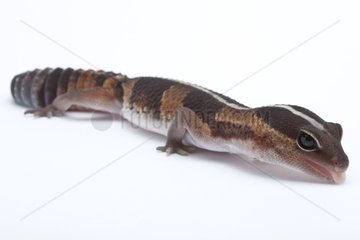 Fat-tail Gecko in studio