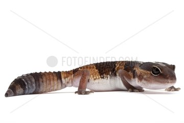 Fat-tail Gecko in studio