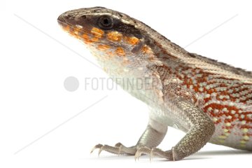 Portrait of a Haitian Curlytail Lizard in studio