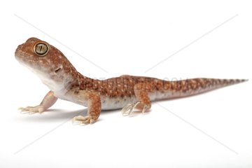 Whistling gecko in studio