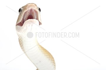 Portrait of a Trans-Pecos Rat Snake in studio