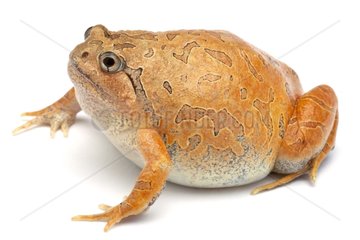 Orange Burrowing Frog in studio