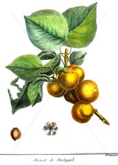 Old botanical illustration of apricot from Portugal
