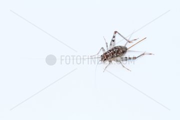 Domestic cricket on white background