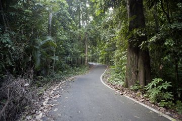 Road in rainforest Pulau Weh Sumatra