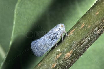 Leafhopper was white Pégomas France