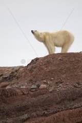 Polar bear standing on the coast Svalbard