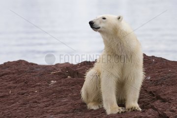 Polar bear sitting on the coast Svalbard