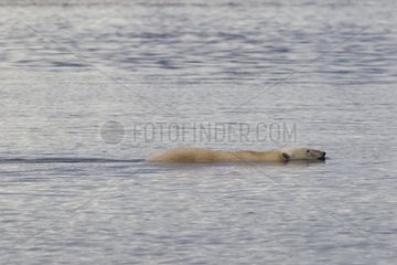 Polar bear swimming in the sea Svalbard