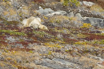 Polar bear at rest Kejser Franz Joseph Fjord Greenland