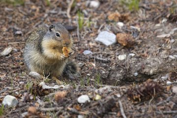 Columbian ground squirrel eating on ground Banff NP Canada