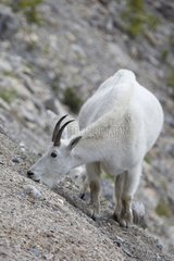 Mountain Goat Columbia Icefield Banff NP Canada