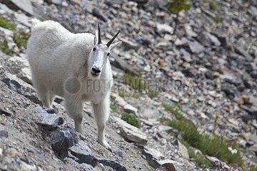 Mountain Goat Columbia Icefield Banff NP Canada