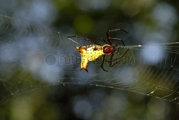 Spider in a web in the Sapiranga reserve in Brazil