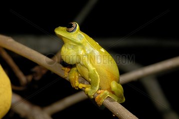 Leaf frog singing Linha Verde Diogo Brazil
