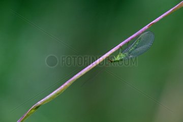 Green lacewing on a stem France
