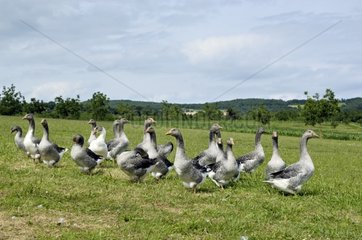 Domestic geese in a meadow Lot France
