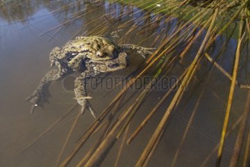 Mating of european toads in water in the spring