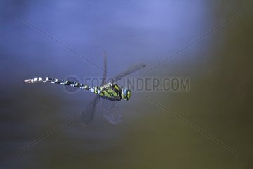 Azure hawker in flight in summer in the Vosges France