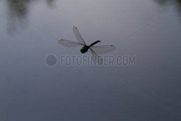 Azure hawker in flight in summer in the Vosges France
