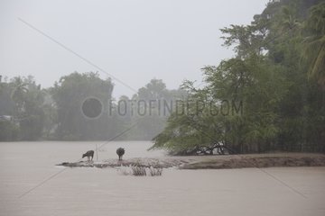 Water buffaloes in the rain on the Mekong in Laos