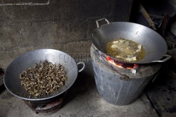 Cooking of crickets in the village of Ban Na Teuiau Laos