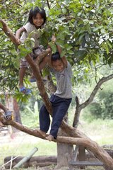 Children playing in a tree in a village Laos