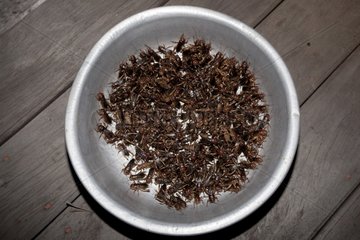 Crickets plate before baking in Laos