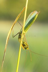 Male Praying mantis on a stem France