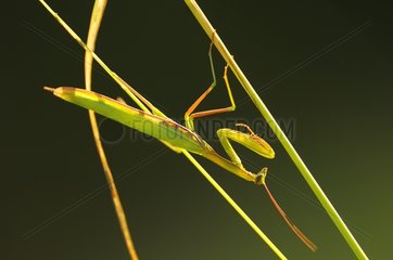 Male Praying mantis on a stem France