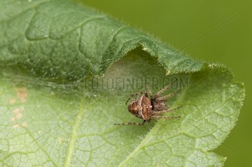 Two-tubercled orb-web spider making his cocoon forest France