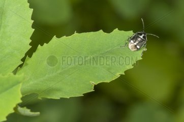 Green Cabbage Bug on leaf in forest Lorraine France