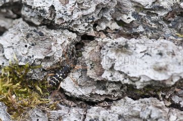 Long-horned Beetle on bark in forest Lorraine France