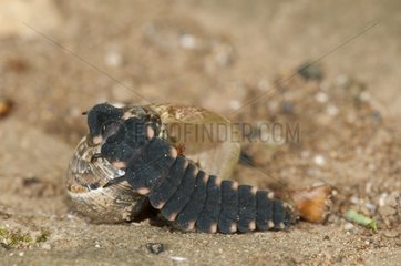 Glowworm attacking a small gray snail LorrraineFrance