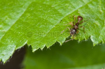 Red ant on a leaf in the forest LorrraineFrance