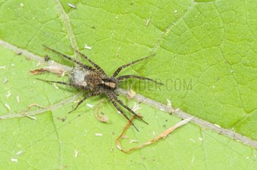 Wolf spider and eggs in cocoon on a leaf Lorraine France