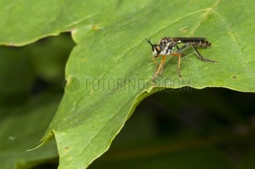 Common Red-legged Robberfly on leaf in forest France