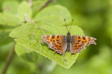 Comma Butterfly on a leaf in forest France