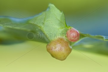 Wasp galls on leaf Lorraine France