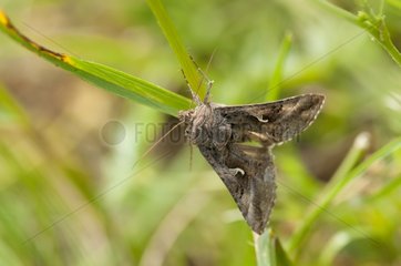 Silver Y Moth on blade of grass in lawn limestone France