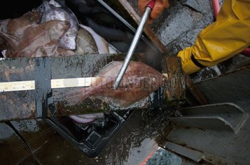 Fisherman measures flounder on deck of fishing dragger
