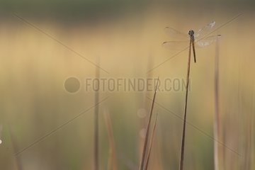 Dragonfly resting on a rod in Laos