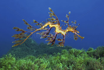 Leafy seadragon or Glauert's seadragon  Phycodurus eques  swimming over algae covered rock. The lobes of skin that grow on the leafy seadragon provide camouflage  giving it the appearance of seaweed. It is able to maintain the illusion when swimming  appearing to move through the water like a piece of floating seaweed. It can also change colour to blend in  but this ability depends on the seadragon's diet  age  location  and stress level. South Australia. Composite image