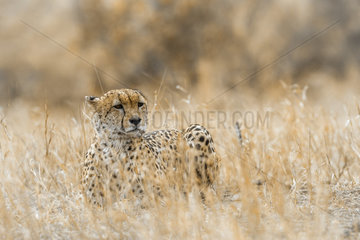 Cheetah (Acinonyx jubatus) in Kruger National park  South Africa