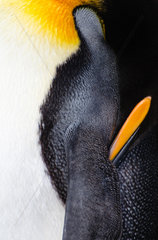 King Penguin (Aptenodytes patagonicus) adult sleeping  South Georgia