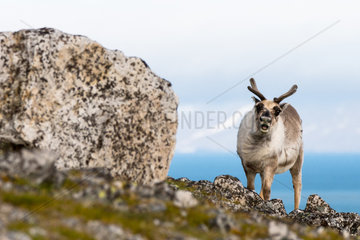 Svalbard reindeer (Rangifer tarandus platyrhynchus) adult female near a rock on the Spitsbergen coast