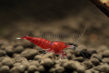 Red Crystal shrimp (Caridina logemanni)  Red Wine Shrimp